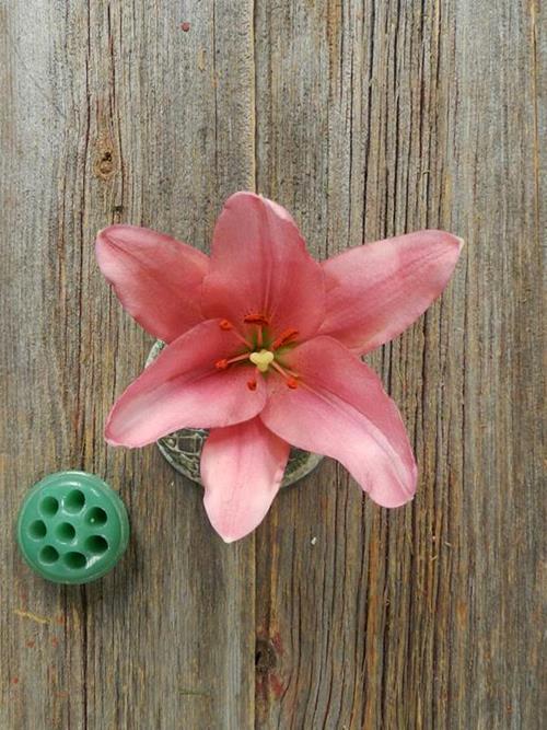 BRINDISI  PINK LA HYBRID LILY BLOOM